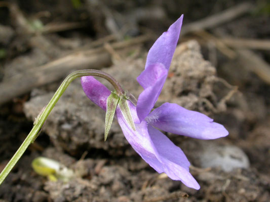 Viola riviniana 'Purpurea' - Purper viooltje