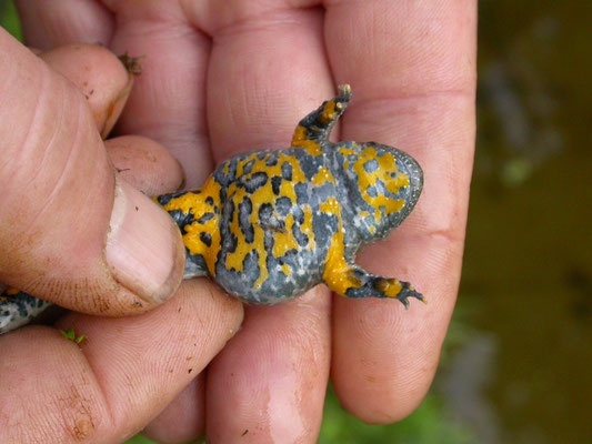 geelbuikvuurpad (Bombina variegata)