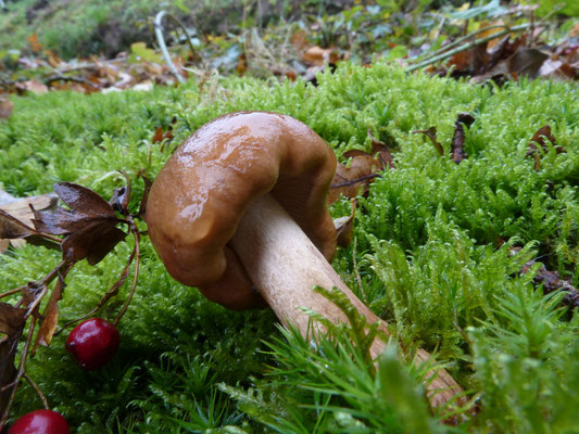 Tricholoma ustale - Beukenridderzwam