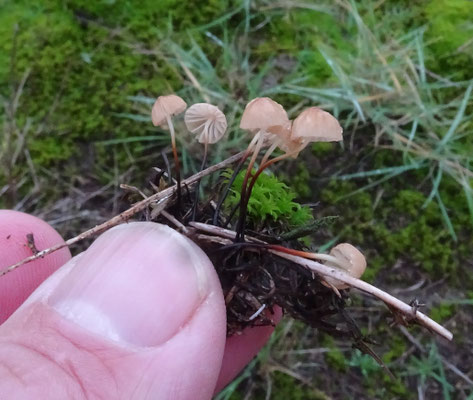 Marasmius anomalus - Duintaailing