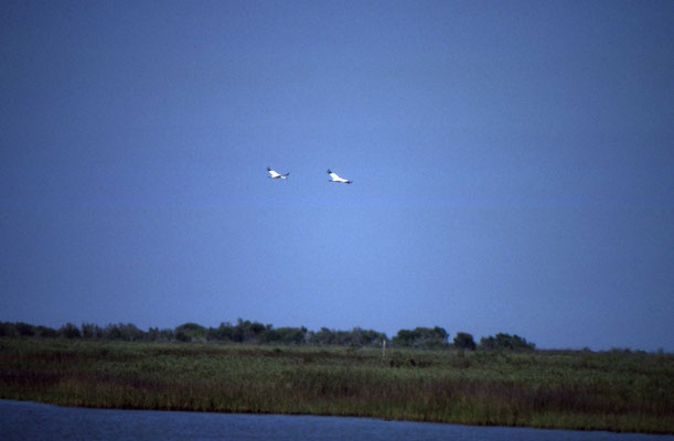 Whooping Crane