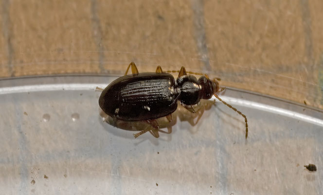 Ocys quinquestriatus - Muurpiemkever
