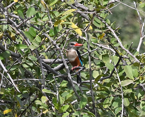 Halcyon leucocephala - Grey-headed Kingfisher