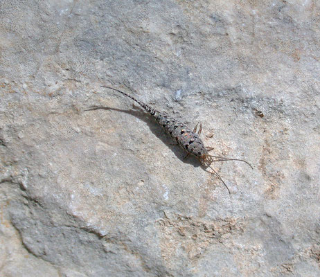 Thermobia aegyptiaca