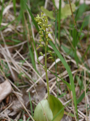 Grote Keverorchis