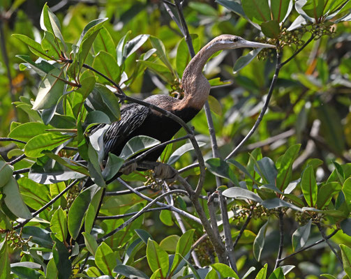 Anhinga rufa - African Darter