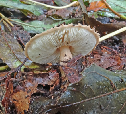 Lepiota castanea - Kastanjeparasolzwam