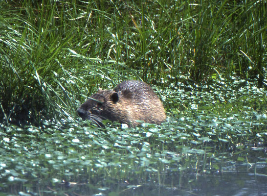 Nutria (beverrat)