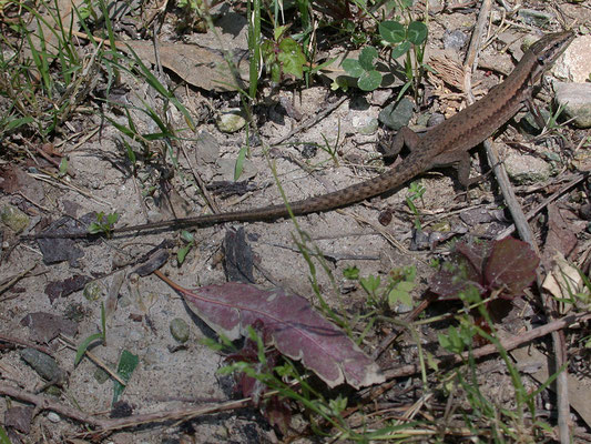 Lacerta laevis laevis