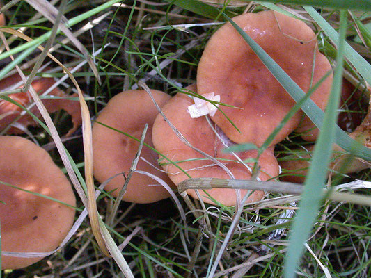 Lactarius lilacinus - Lila melkzwam