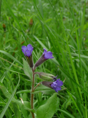 Pulmonaria mollis - Zacht longkruid