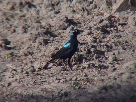 Greater Blue-eared Starling