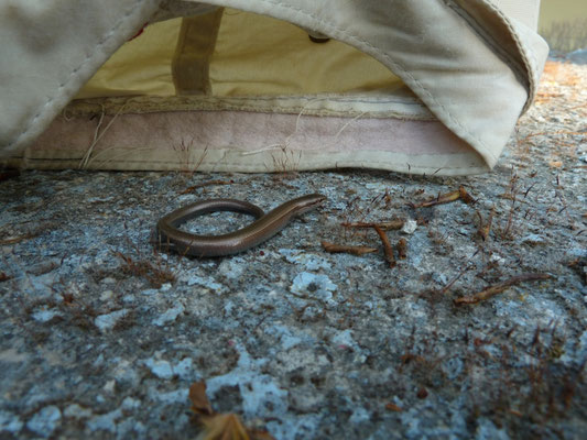 Ablepharis kitaibelii (slangoogskink)