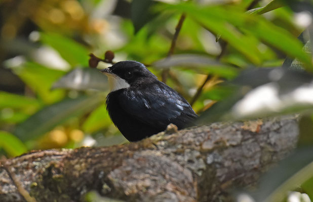 White-throated Manakin