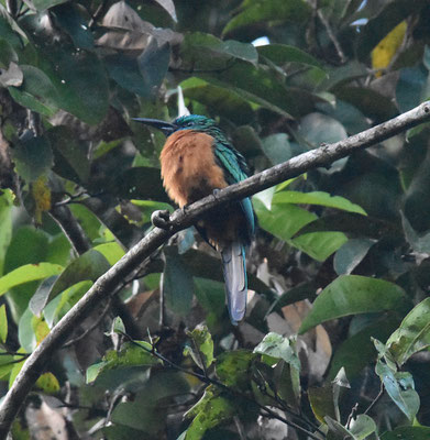 Great Jacamar