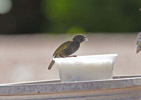 Black-face Grassquit