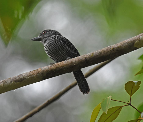 Fasciated Antshrike, male