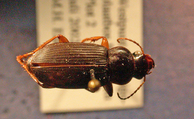 Pseudoophonus rufipes