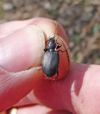 Nebria brevicollis
