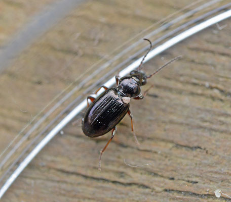 Bembidion properans - Puntglanspriemkever