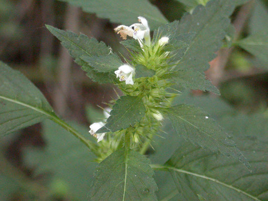 Galeopsis tetrahit - Gewone hennepnetel