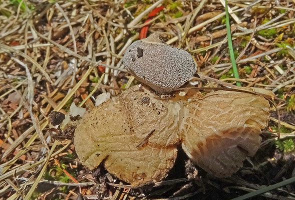 Geastrum berkeleyi - Grote ruwe aardster; Tirol Oostenrijk
