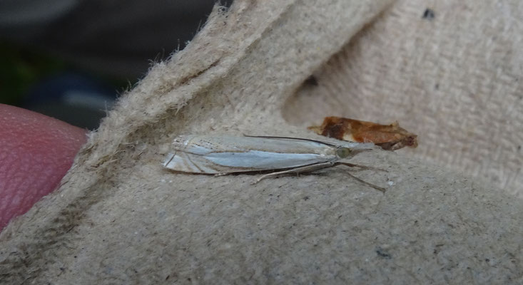 Crambus pascuella - Zilverstreepgrasmot