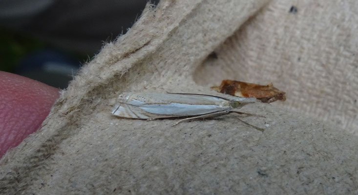 Crambus pascuella - Zilverstreepgrasmot