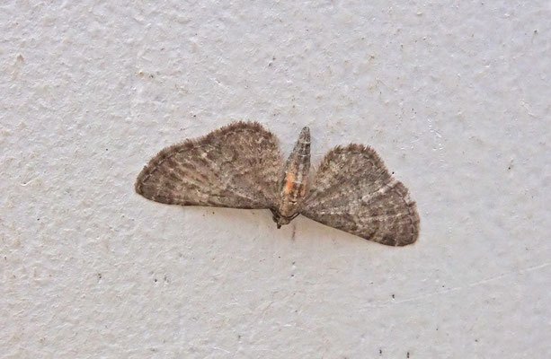 Eupithecia haworthiata - Bosrankdwergspanner