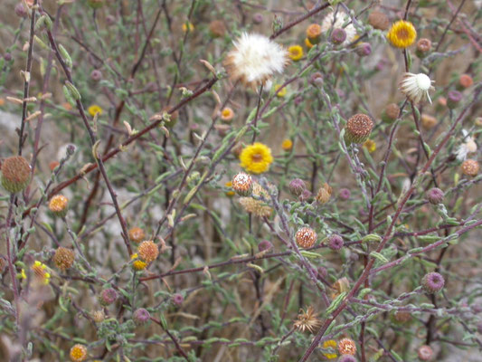 Cotula coronopifolia - Goudknopje