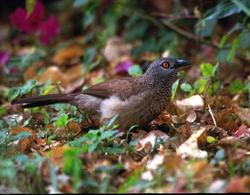 Brown Babbler