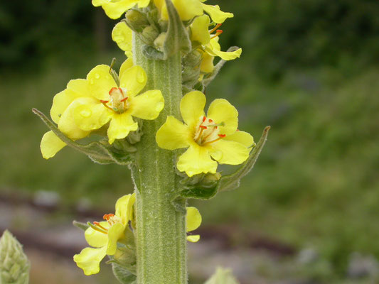 Verbascum phlomoides - Keizerskaars