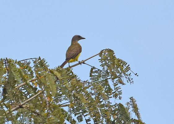 Sulphurous flycatcher