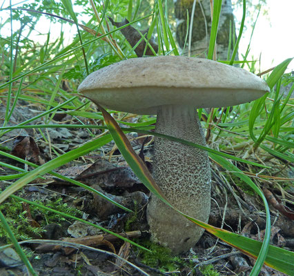 Leccinum duriusculum - Harde populierboleet
