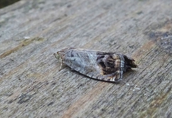 Cydia splendana - Gewone spiegelmot