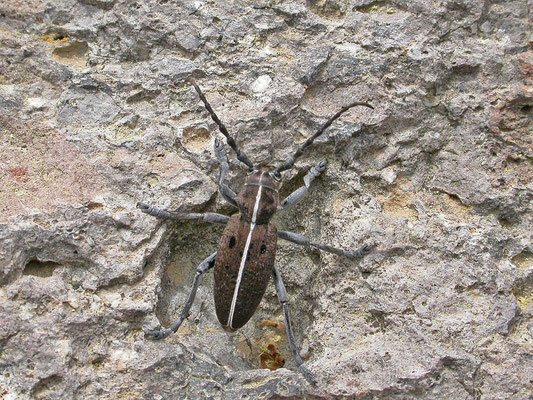 Dorcadion species (Lesbos)