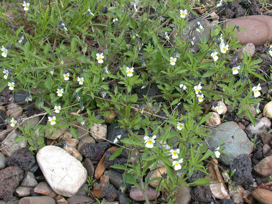 Viola arvensis - Akkerviooltje