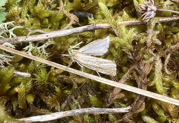 Thisanotia chrysonuchella - Duingrasmot