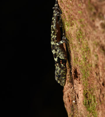 Collared Treerunner - Plica plica