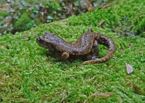 Speleomantes italicus