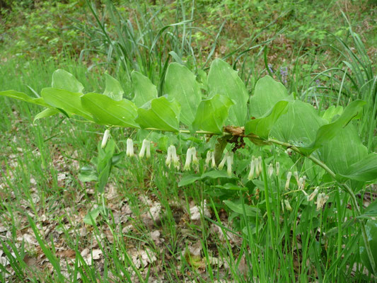 Polygonatum multiflorum - Gewone salomonszegel