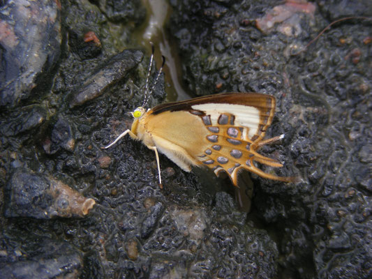 Helicops cupido