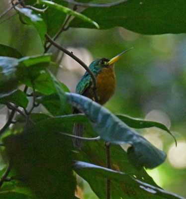 Yellow-billed Jacamar