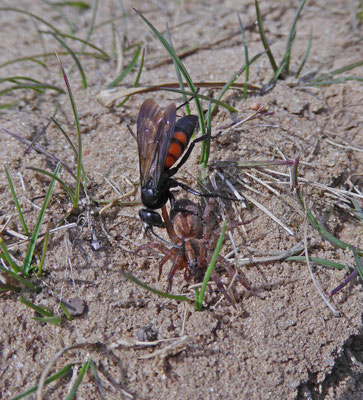 Anoplius viaticus - Roodzwarte bosrtelspinnendoder