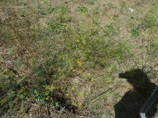 Foeniculum vulgare - Venkel