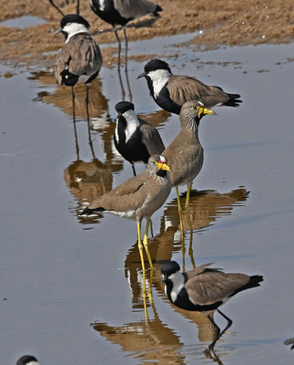 Wattled Plover and Spur-winged Plover