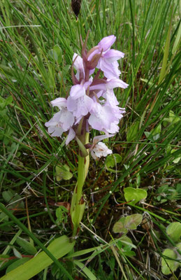 Rietorchis