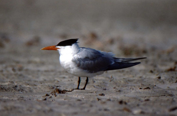 Royal Tern