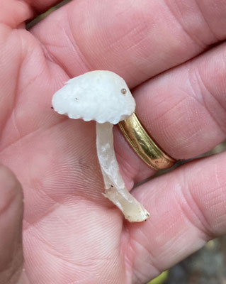 Cystolepiota cristata