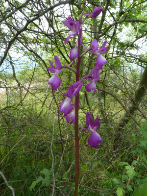 Anacamptis laxiflora - IJle orchis